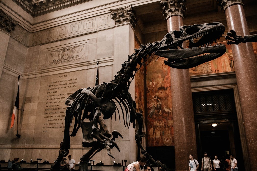 Tyrannosaurus skeleton at the American Museum of Natural History