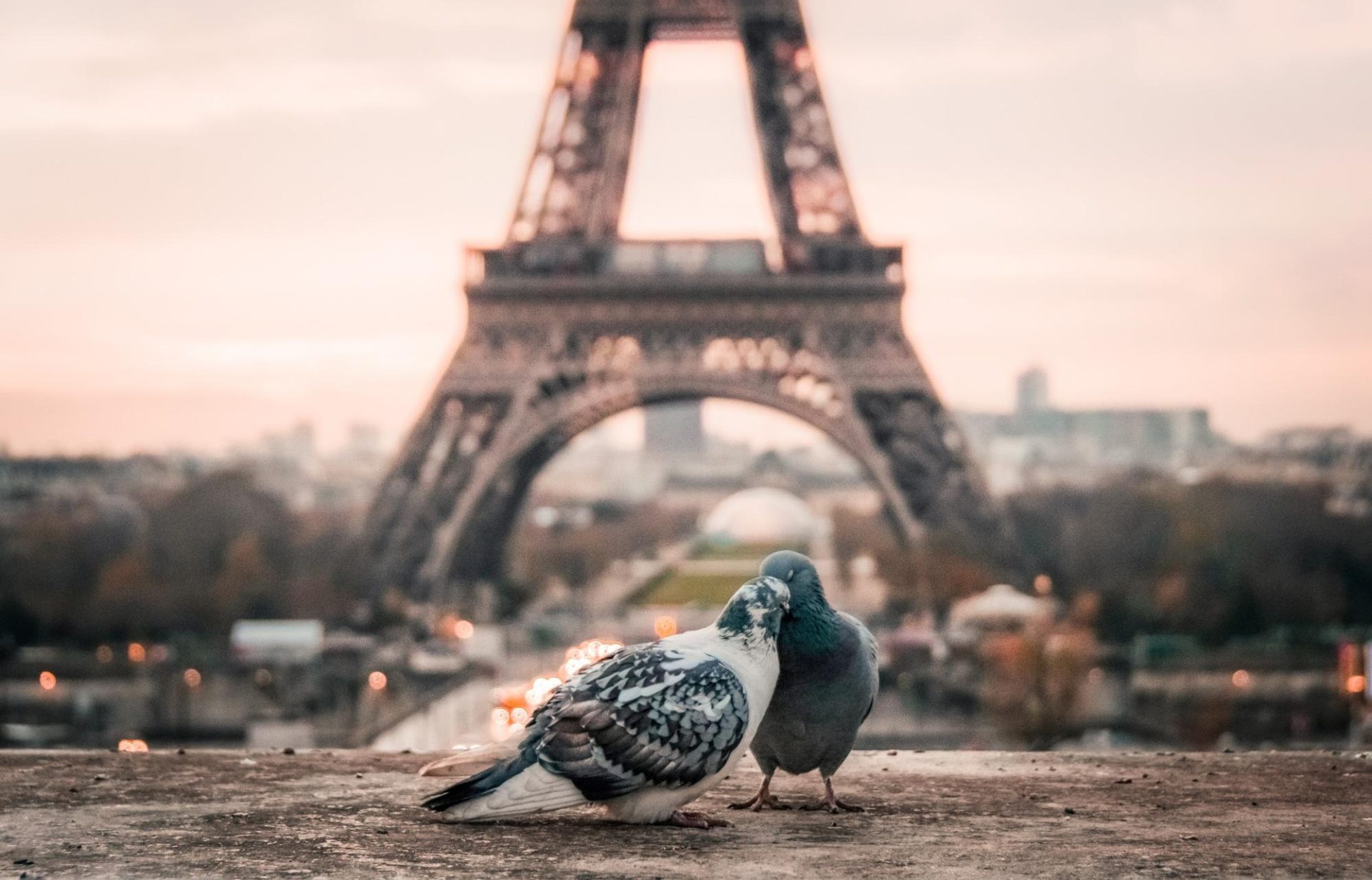 Two romantic pigeons in front of Eiffel tower in Paris