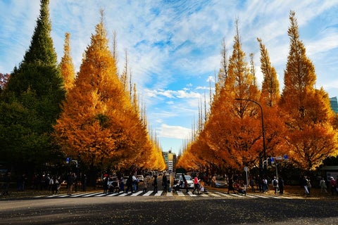 Sightseeing in Japan