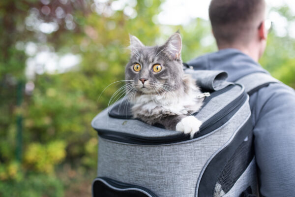 Cat backpacks with window