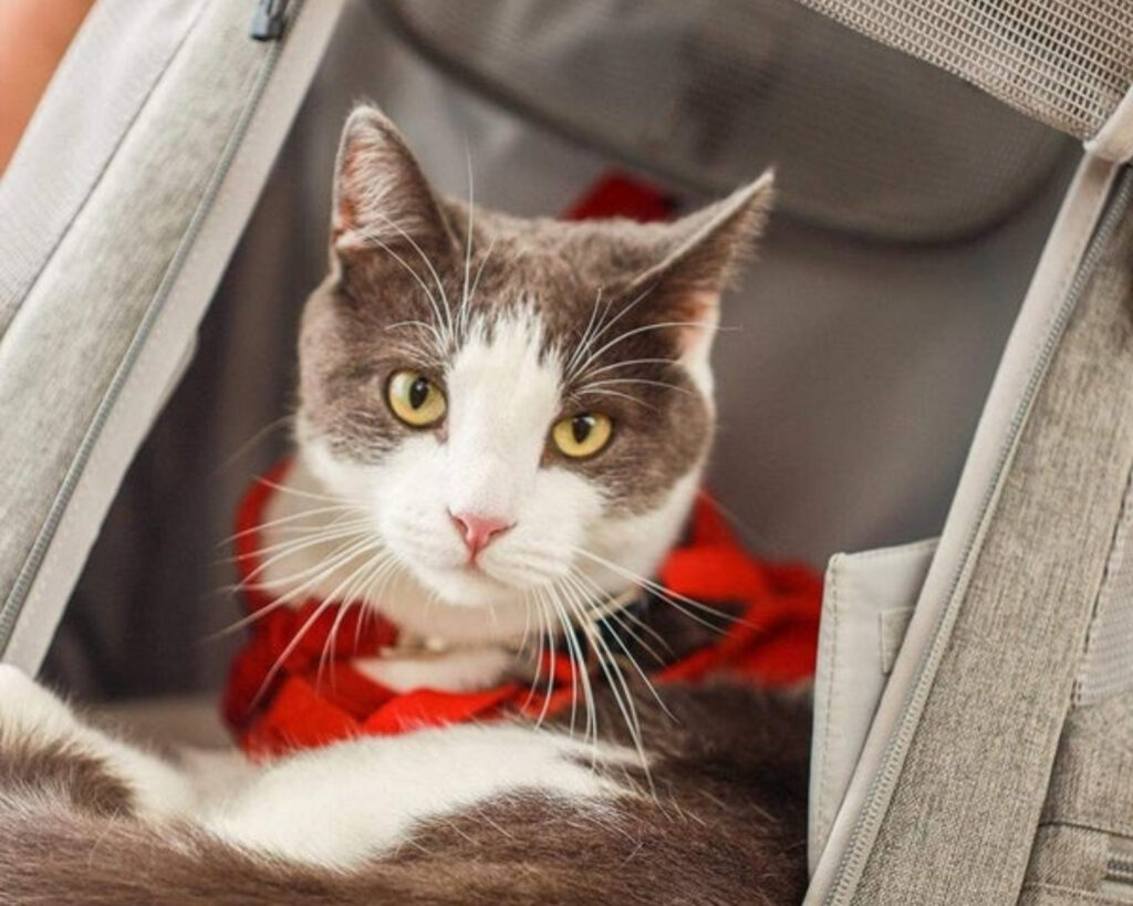 Cat backpacks with window