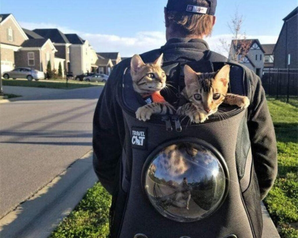 Cat backpacks with window: The Fat Cat" Cat Backpack