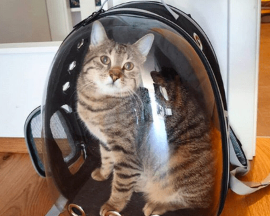 Cat backpacks with window: "The Voyager" Cat Backpack