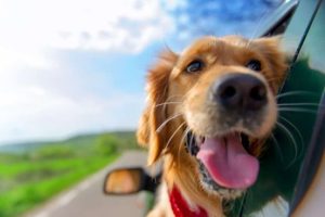 Dogs Travel