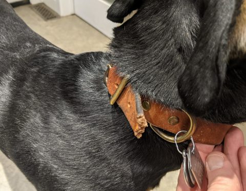 Doggy chewed leather collar