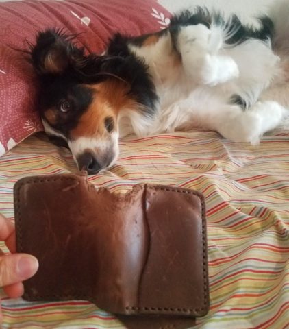 Dog taking a bite out of the 5 card wallet