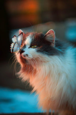 Cat with a butterfly on its nose. 