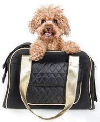 purse dog carrier
